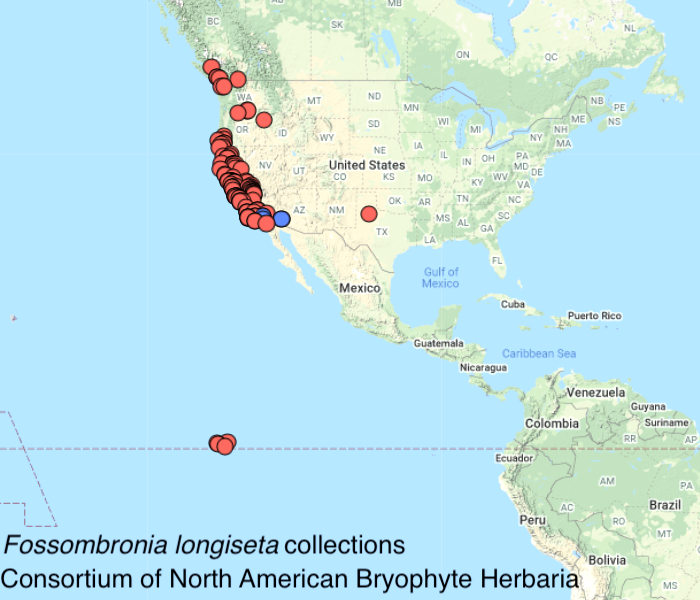 Fossombronia longiseta distribution