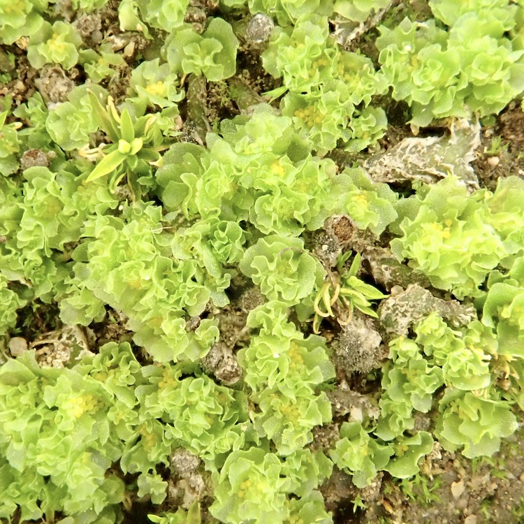 Fossombronia longiseta