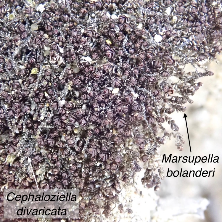 Marsupella bolanderi with Cephaloziella divaricata