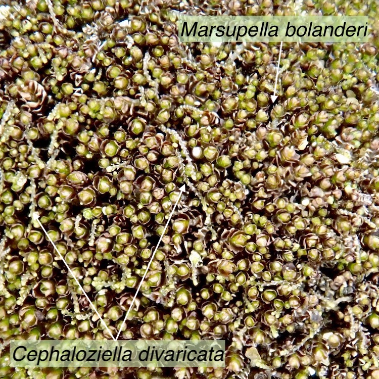 Marsupella bolanderi and Cephaloziella divaricata