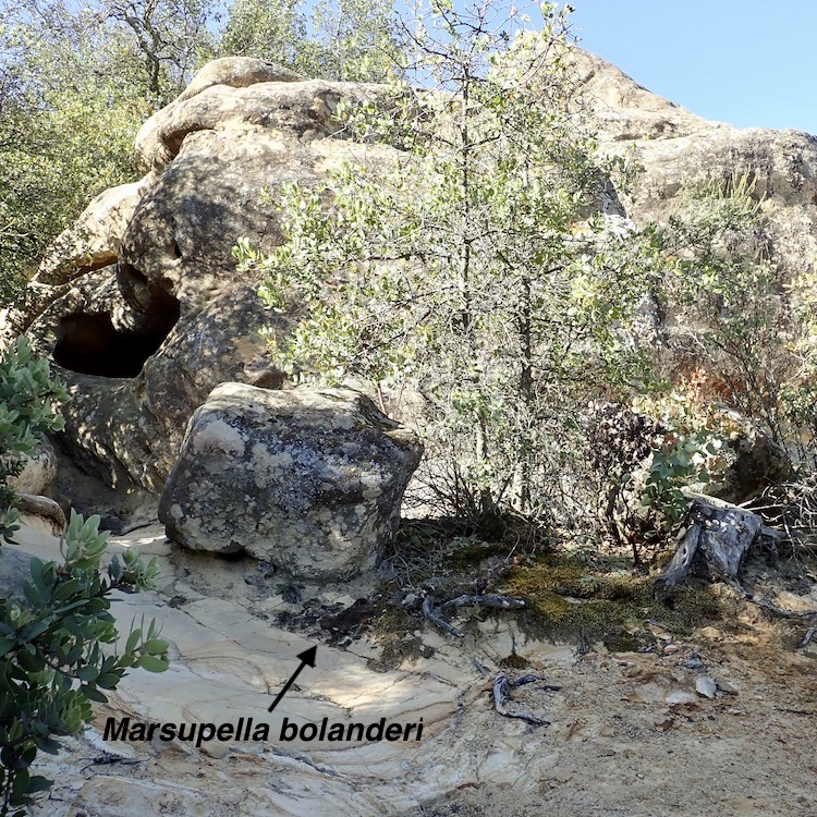 Marsupella bolanderi habitat