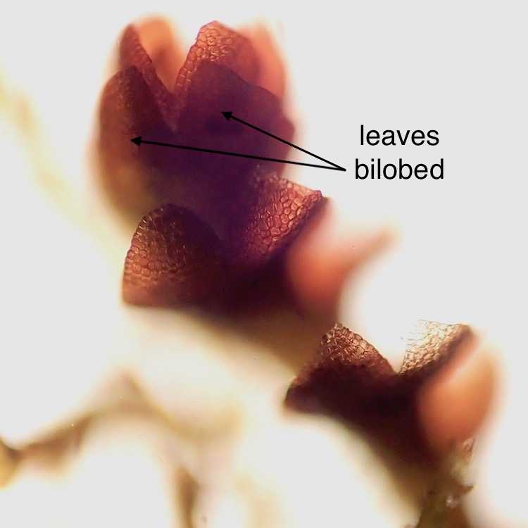 Marsupella bolanderi stems