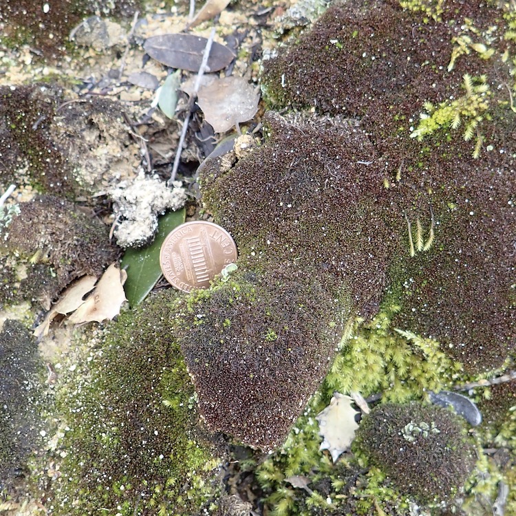 Marsupella bolanderi