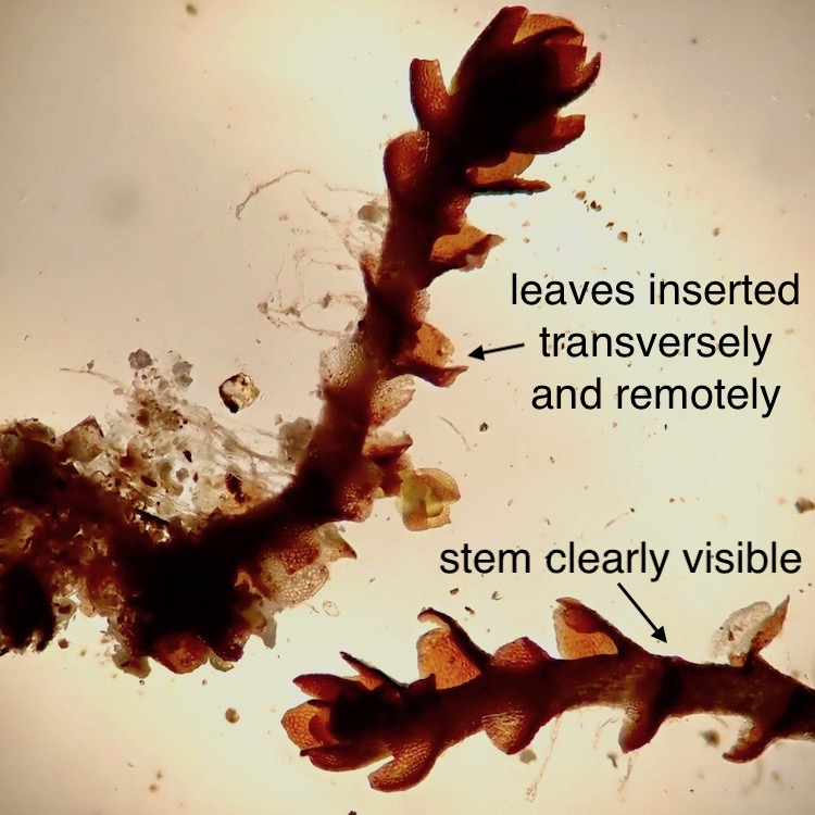 Marsupella bolanderi stems