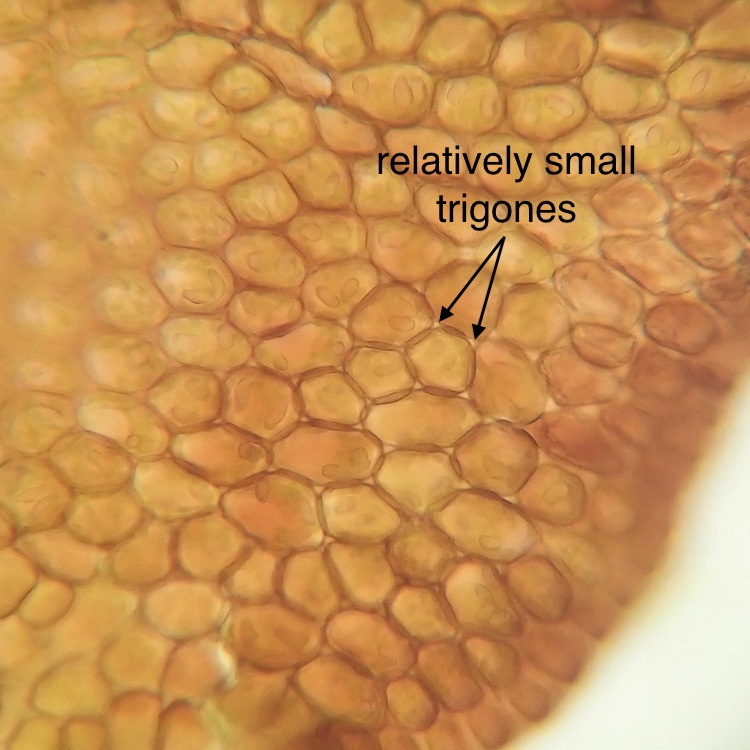 Marsupella bolanderi trigones
