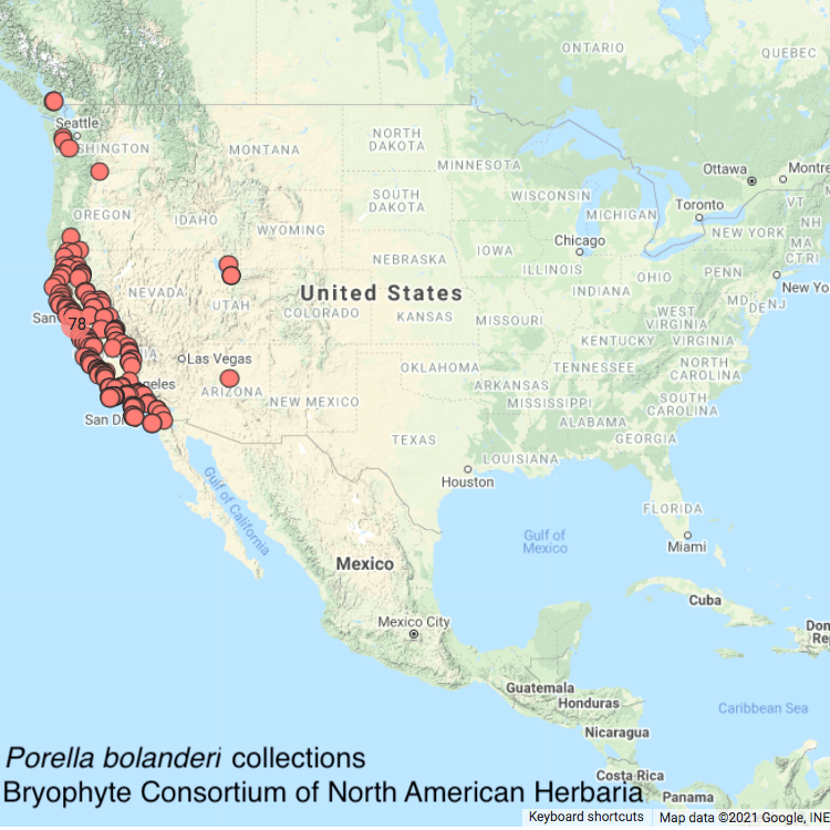 Porella bolanderi distribution