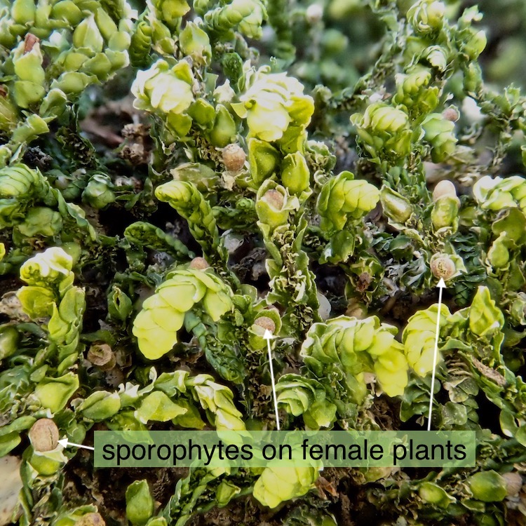 Porella bolanderi females in situ