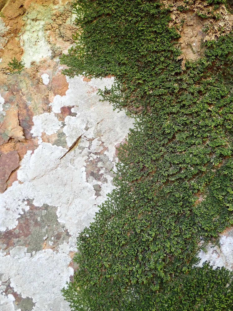 Porella bolanderi habitat