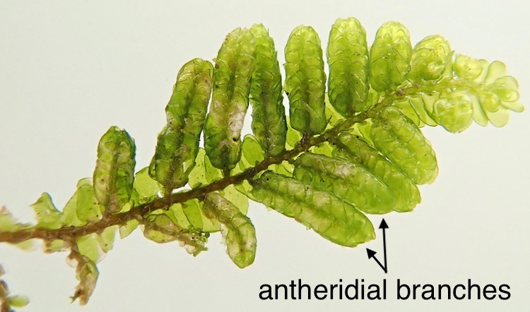 Porella bolanderi male branches