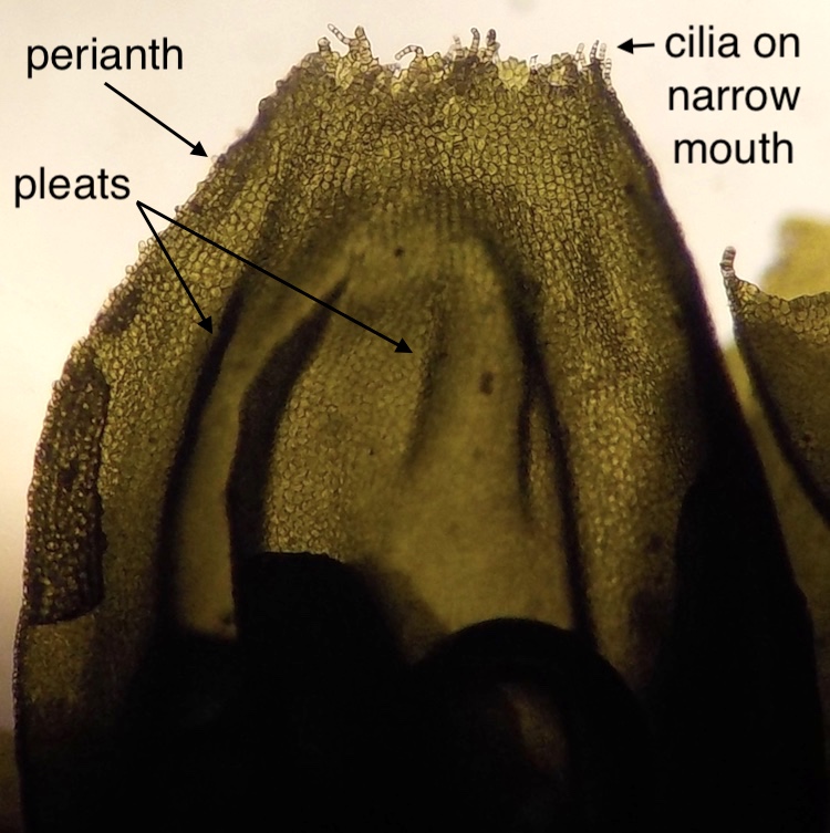 Porella bolanderi perianth