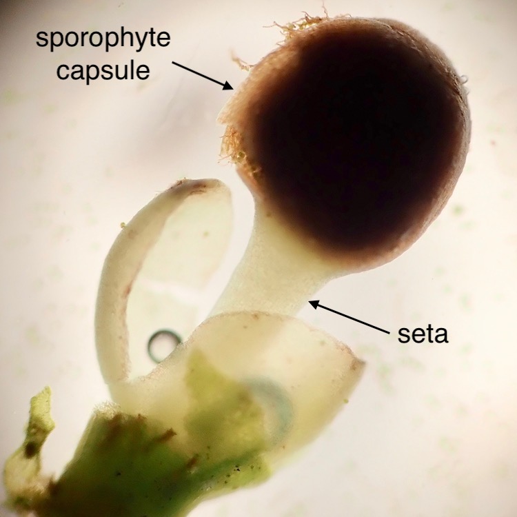 Porella bolanderi sporophyte