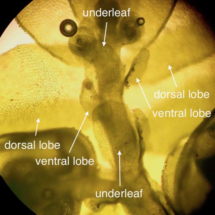 Porella bolanderi underleaf