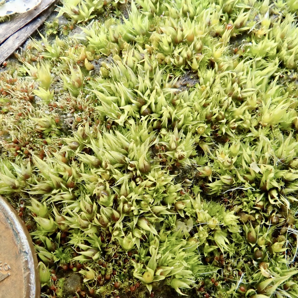 Tortula acaulon Phascum cuspidatum