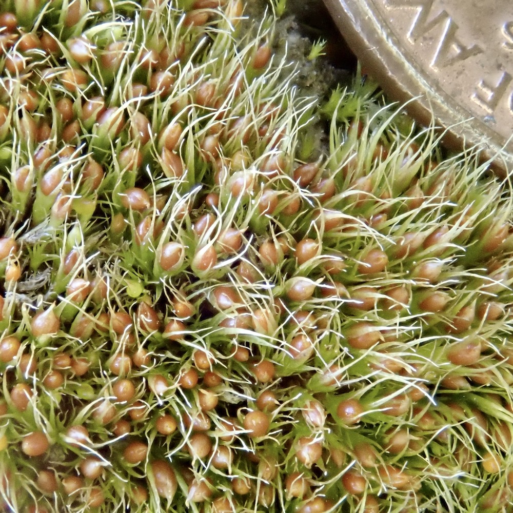 Pleuridium acuminatum