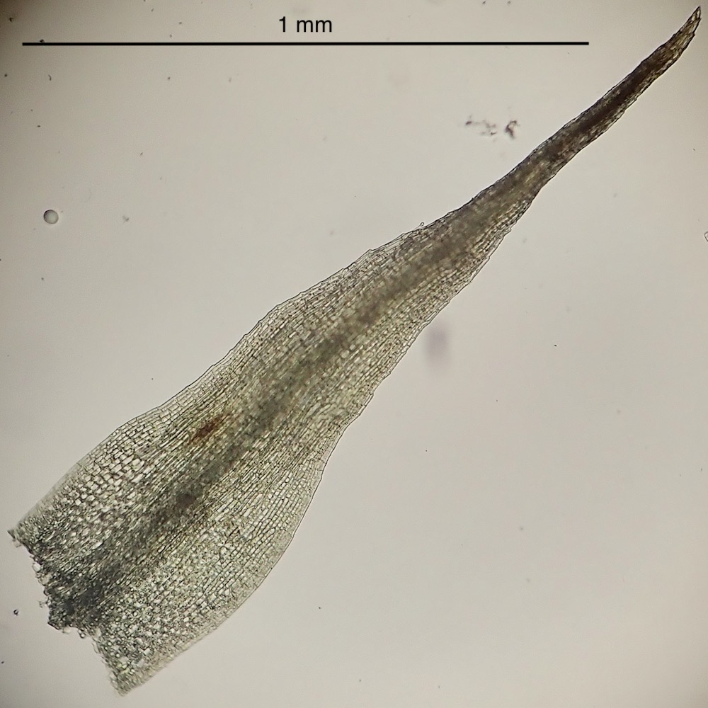 Pleuridium acuminatum leaf