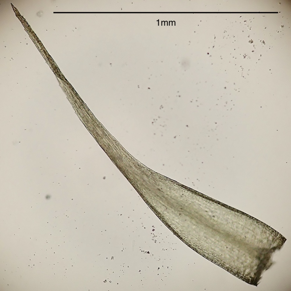 Pleuridium acuminatum leaf