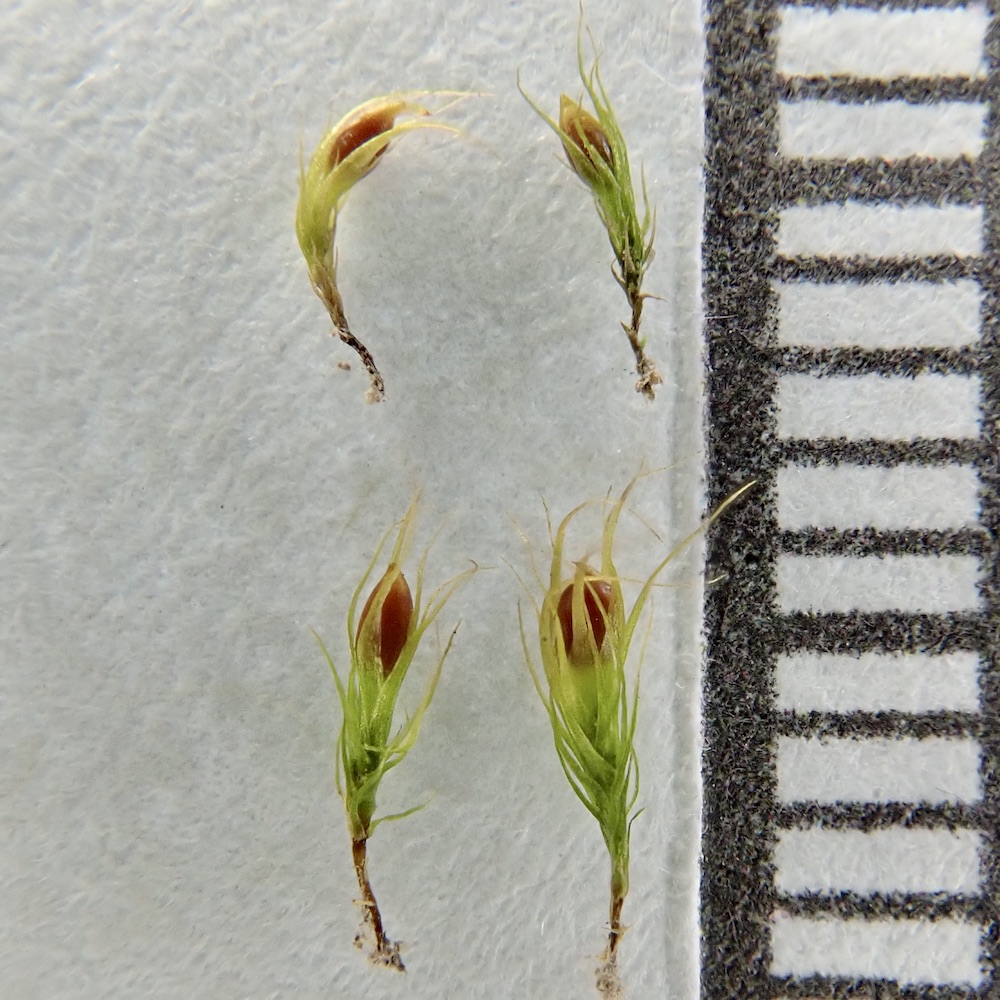 Pleuridium acuminatum