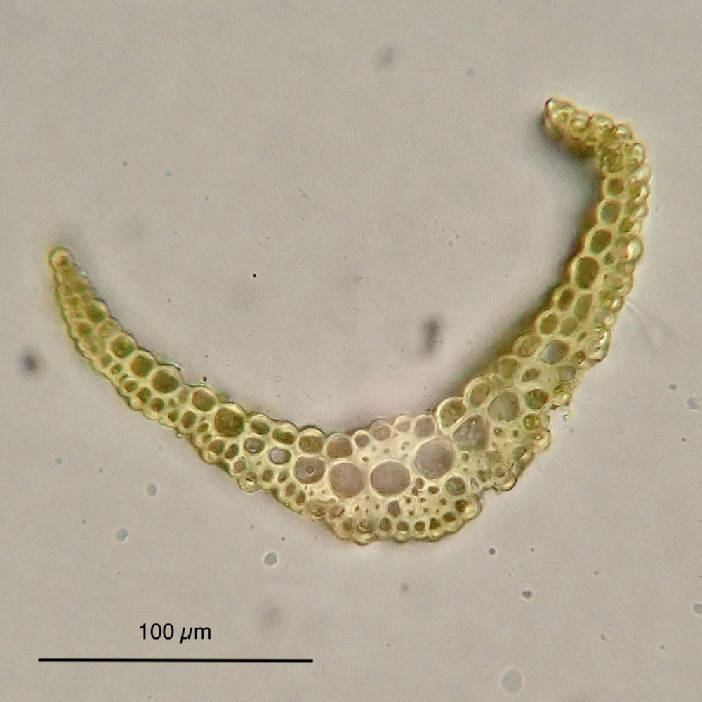 Pleuridium acuminatum leaf section