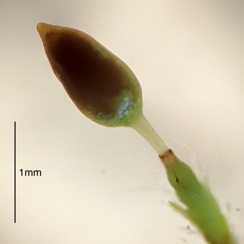 Pleuridium acuminatum sporophyte