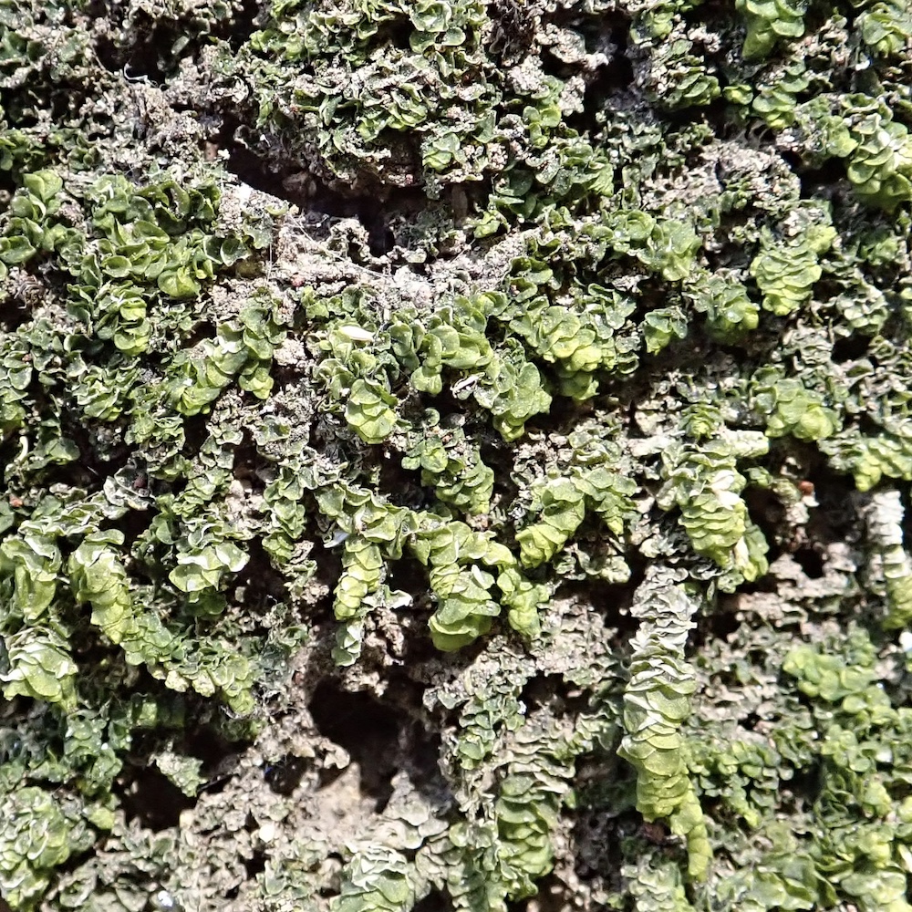 Porella bolanderi in situ dry
