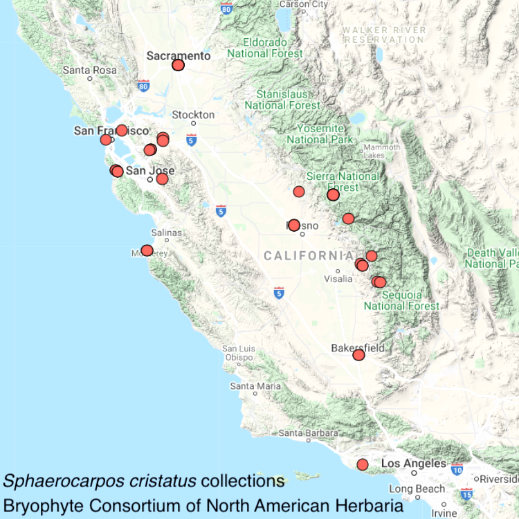 Sphaerocarpos cristatus distribution