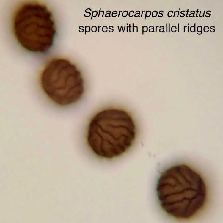 Sphaerocarpos cristatus spores