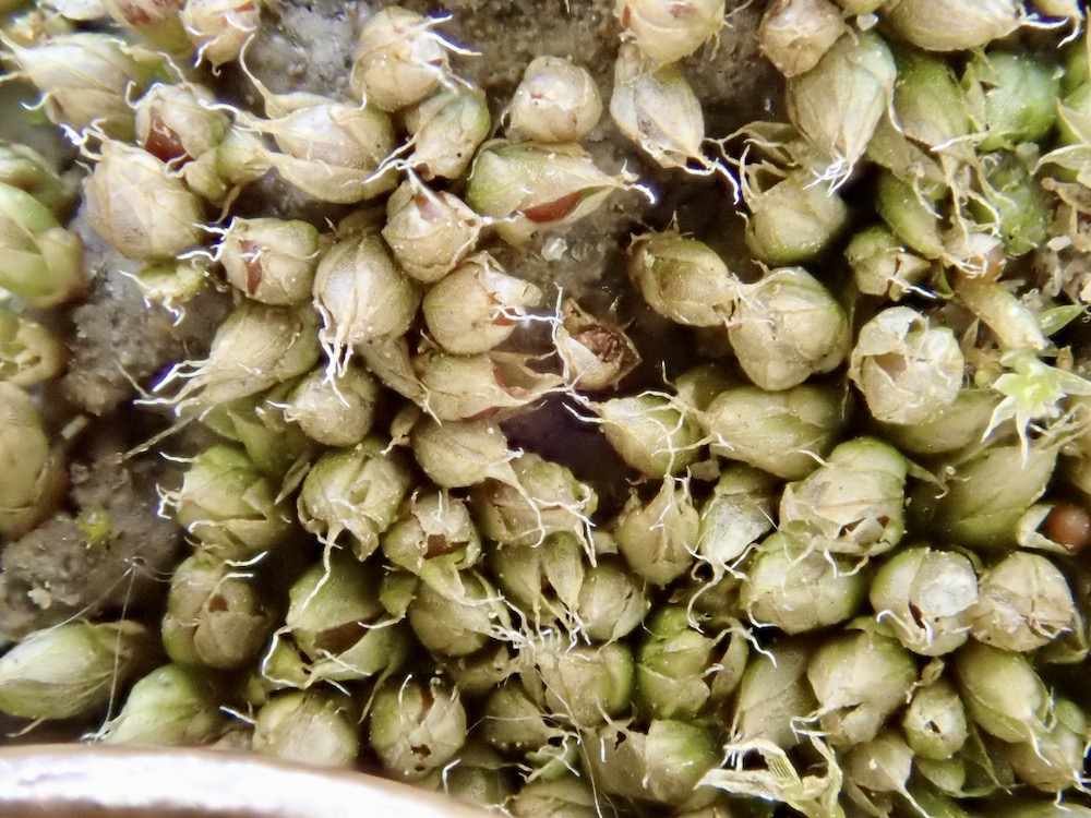 Stegonia hyalinotricha
