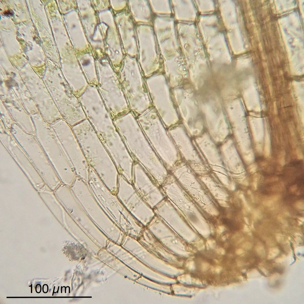 Stegonia hyalinotricha leaf base