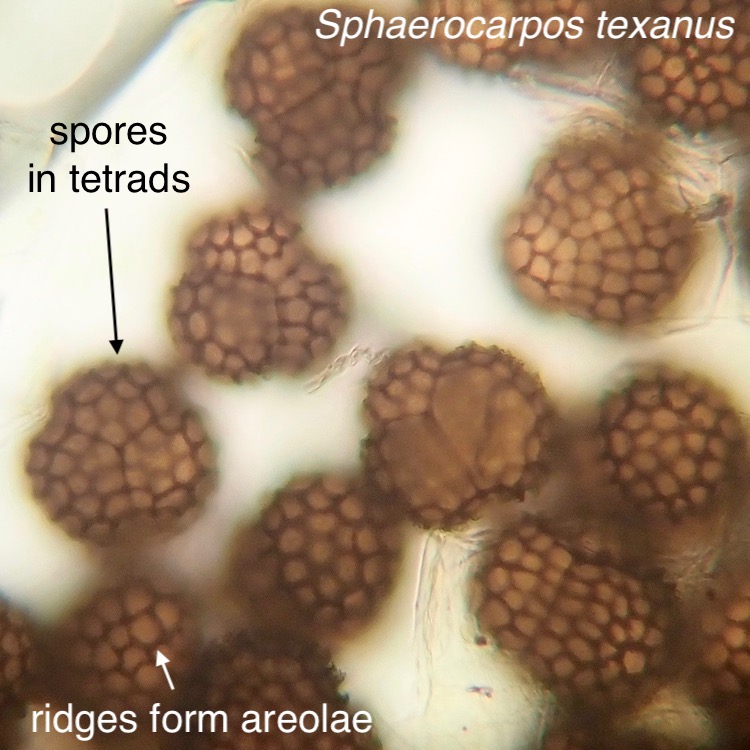 Sphaerocarpos texanus spores
