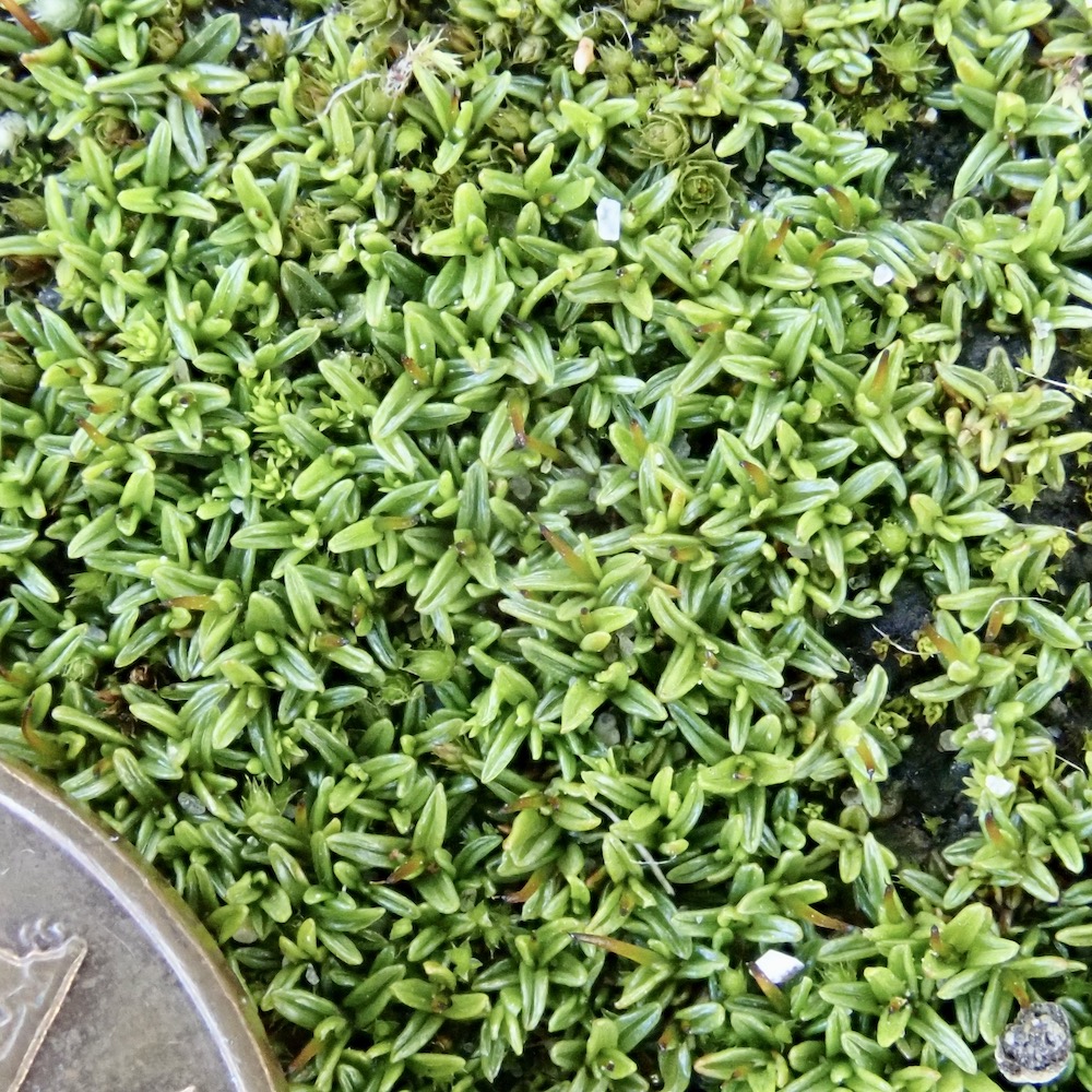 Aloina aloides var. ambigua moist