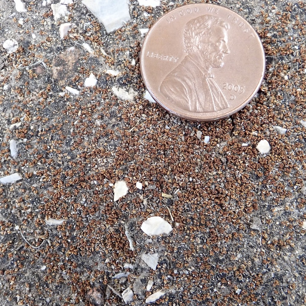 Aloina aloides var. ambigua dry