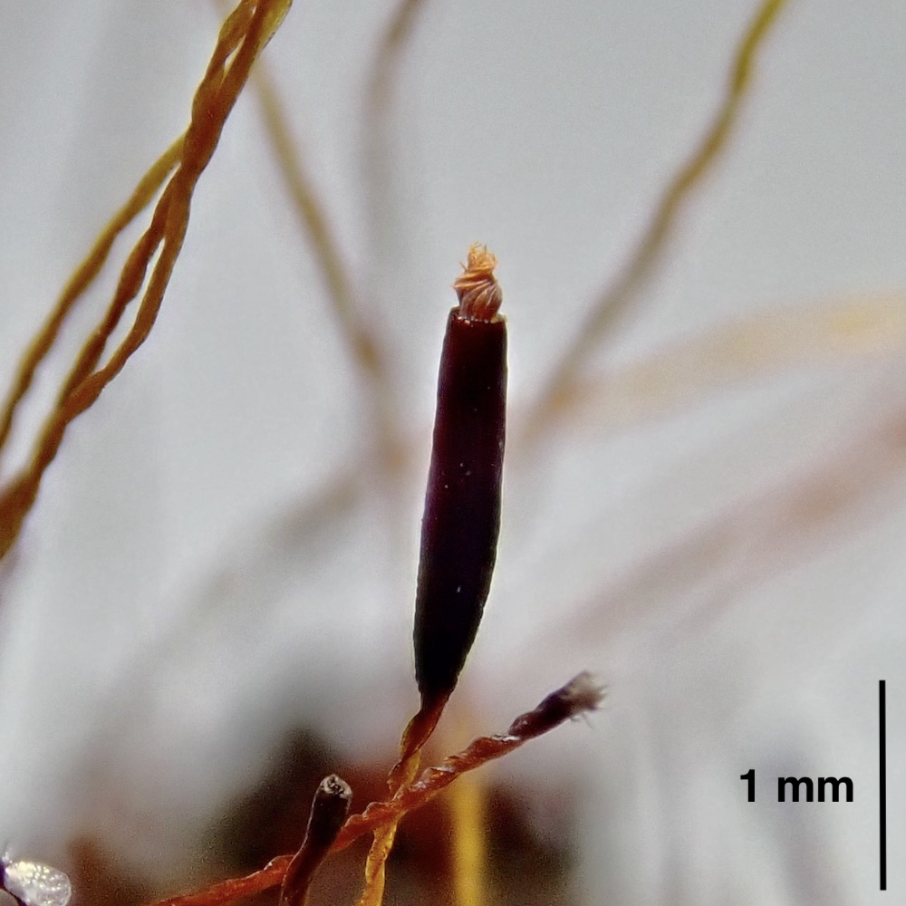 Aloina aloides var. ambigua capsule, twisted peristome