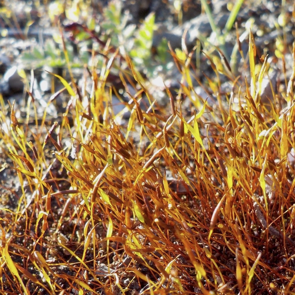 Aloina aloides var. ambigua sporophytes