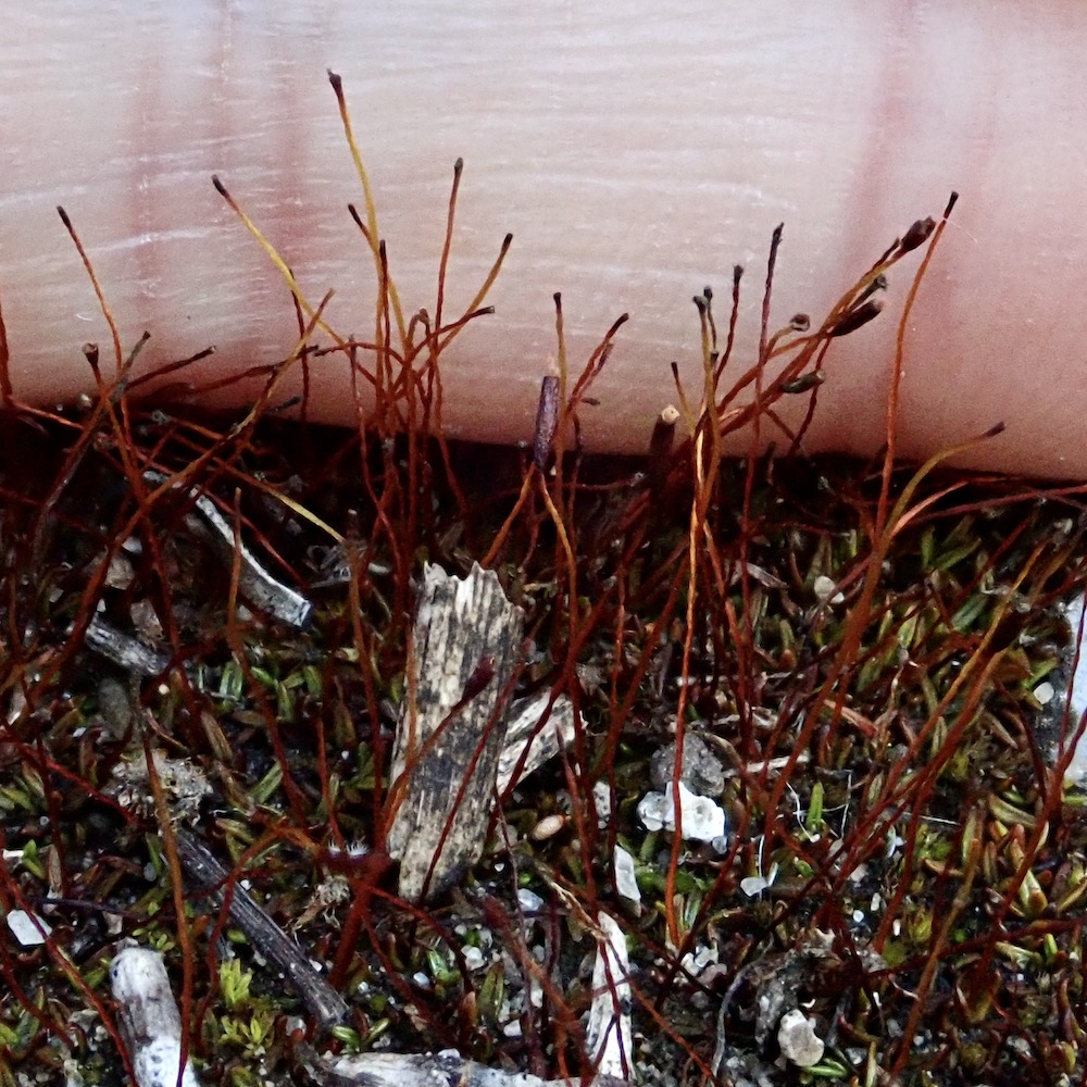 Aloina aloides var. ambigua sporophytes