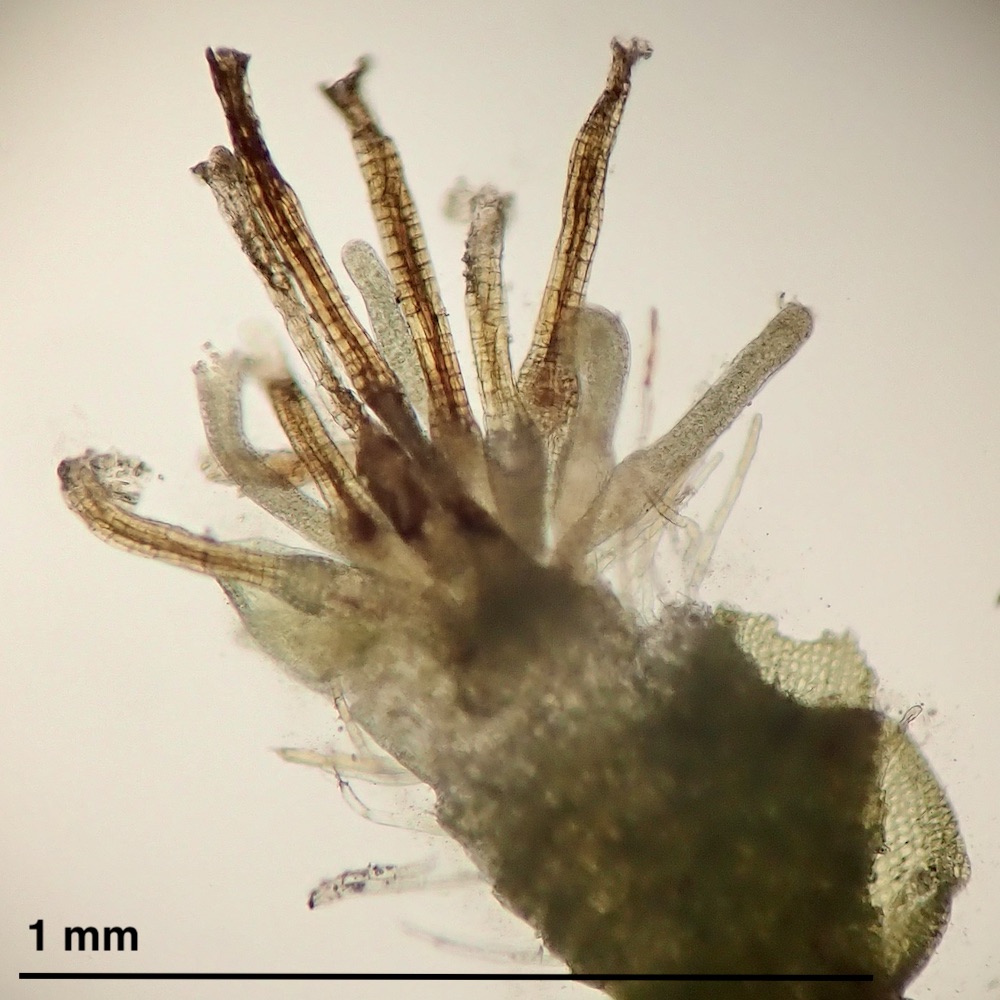 Pseudocrossidium obtusulum archegonia