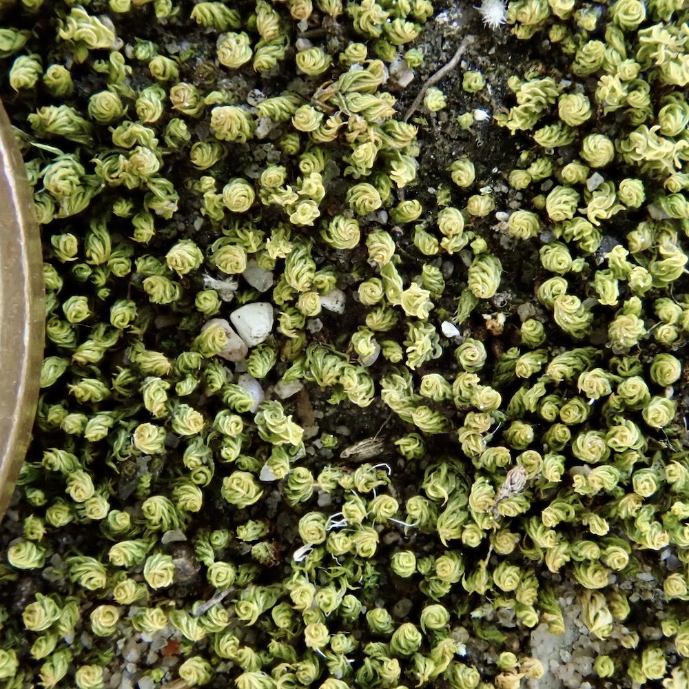 Pseudocrossidium obtusulum