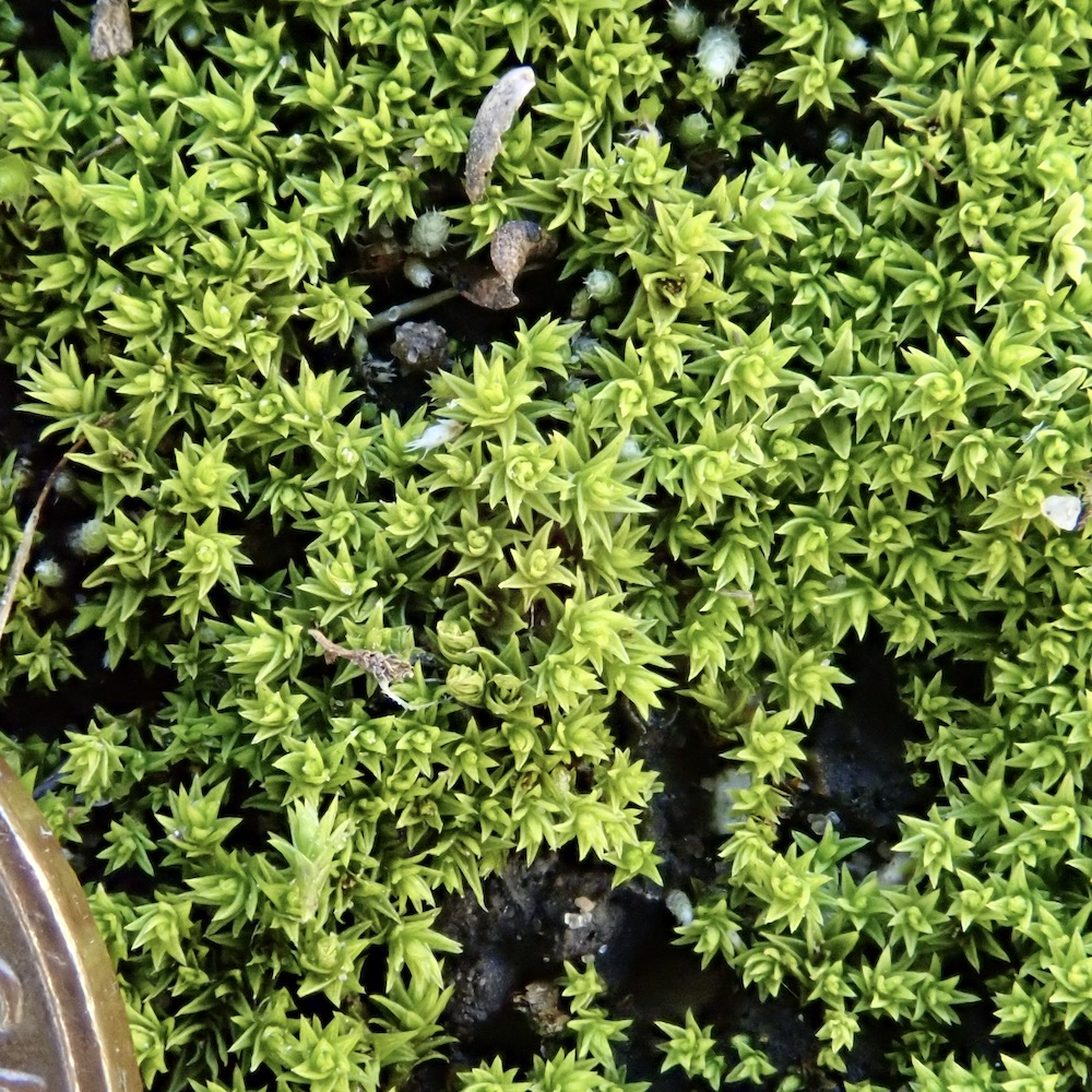 Pseudocrossidium obtusulum