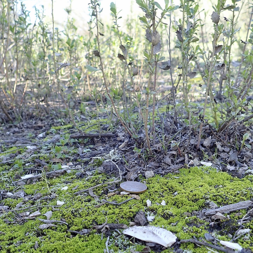 Pseudocrossidium obtusulum