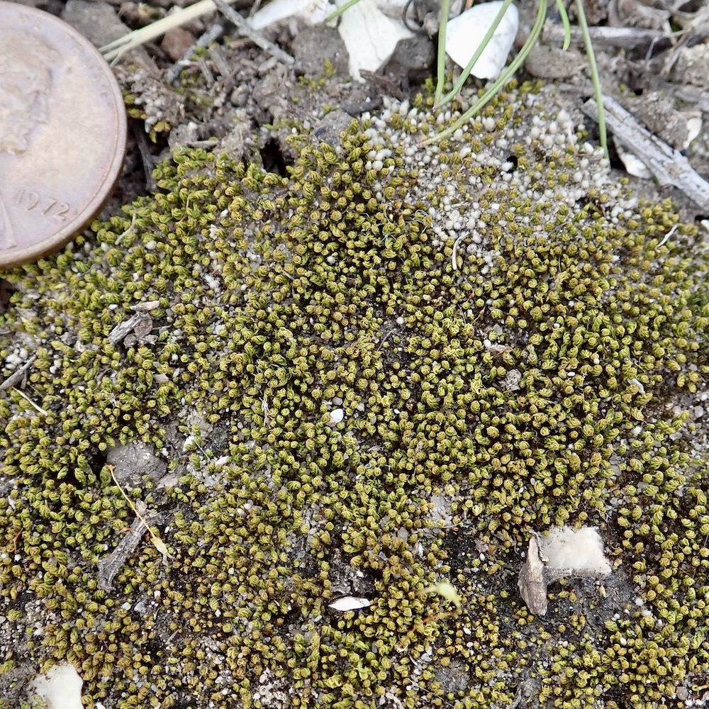 Pseudocrossidium obtusulum