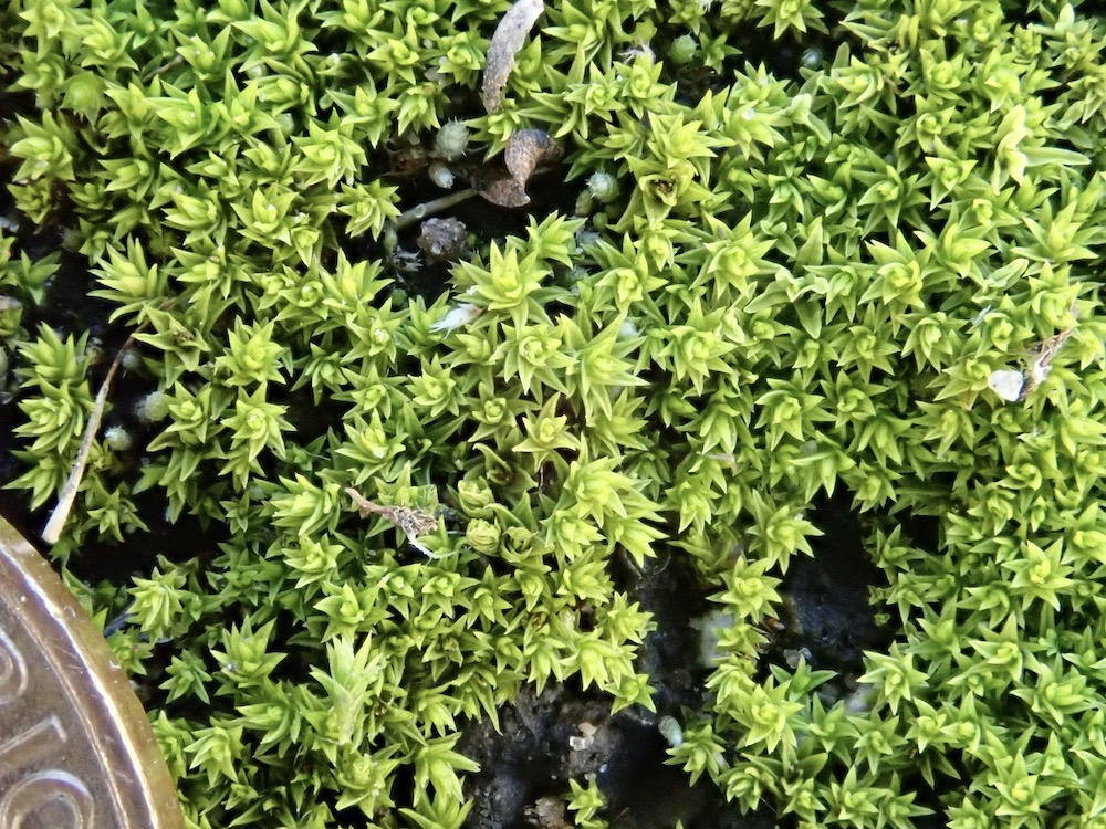 Pseudocrossidium obtusulum