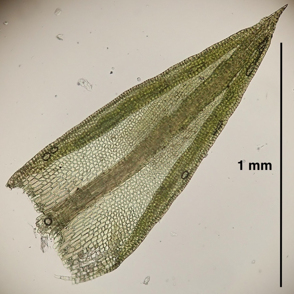 Pseudocrossidium obtusulum leaf