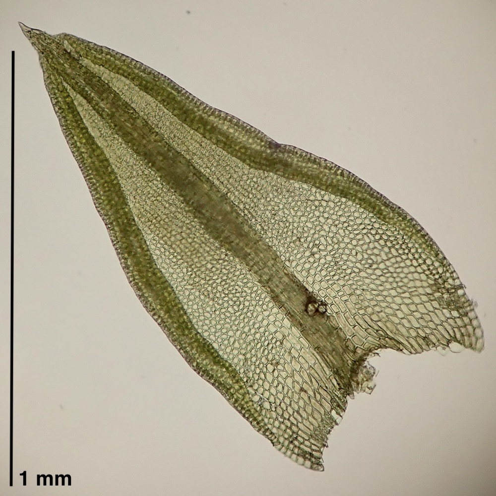 Pseudocrossidium obtusulum leaf