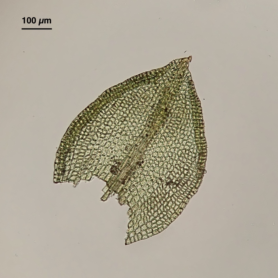 Pseudocrossidium obtusulum leaf