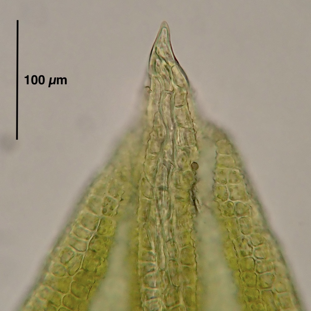 Pseudocrossidium obtusulum leaf apex