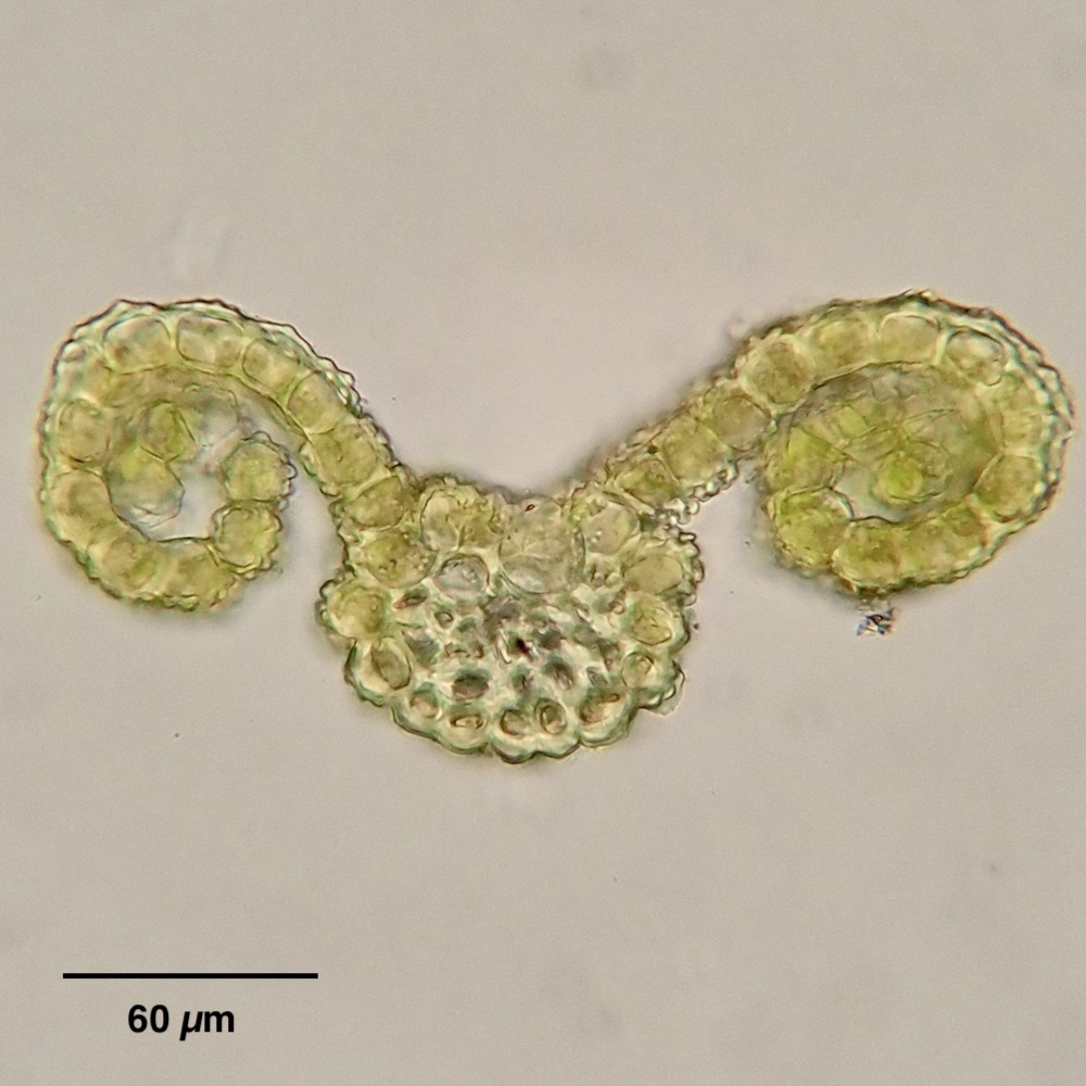 Pseudocrossidium obtusulum leaf cross-section