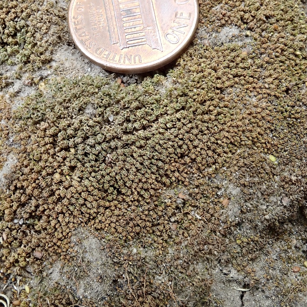 Hennediella stanfordensis