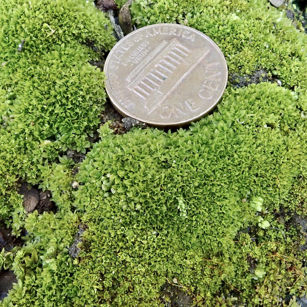 Hennediella stanfordensis