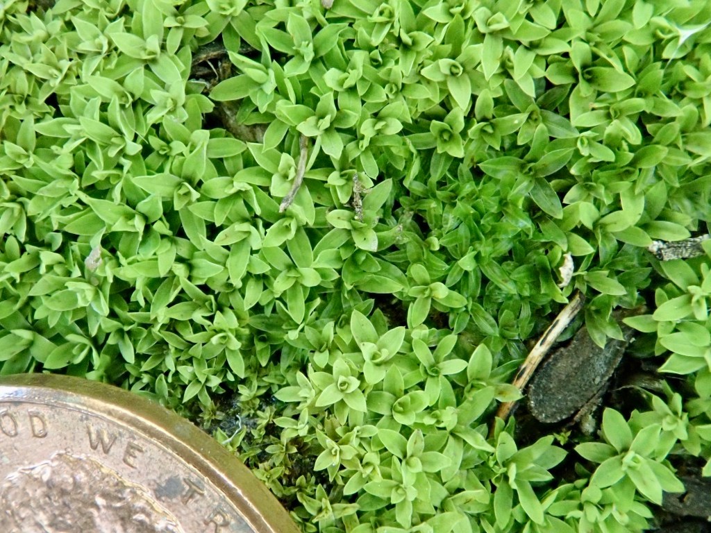 Hennediella stanfordensis