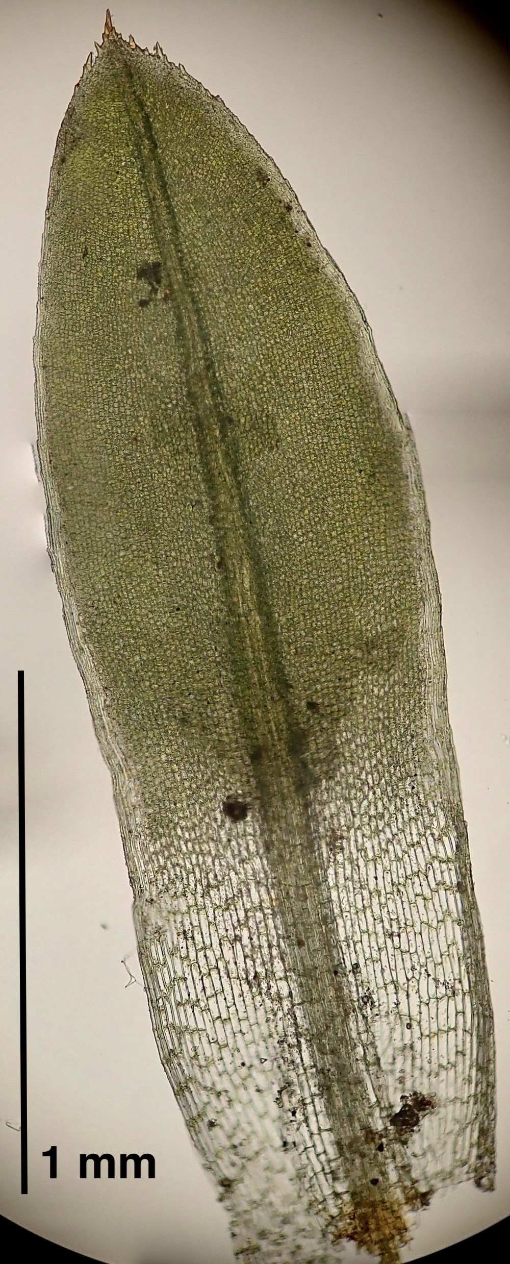 Hennediella stanfordensis leaf