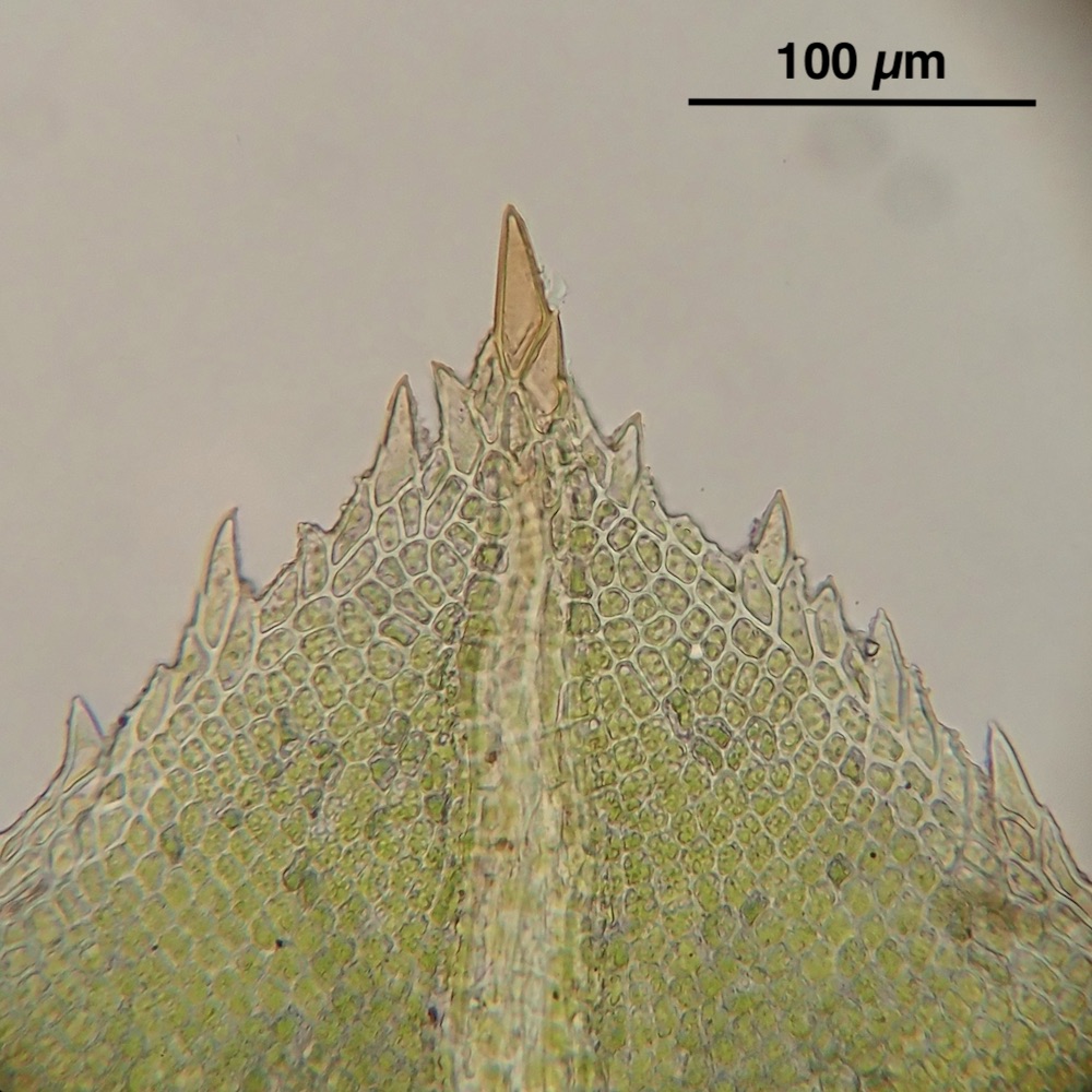 Hennediella stanfordensis leaf tip